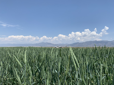 Triticale Seed